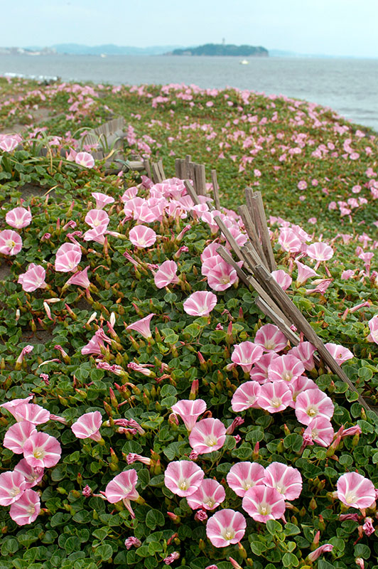 自然に咲く花を撮る フォトレッスン カメラのキタムラ