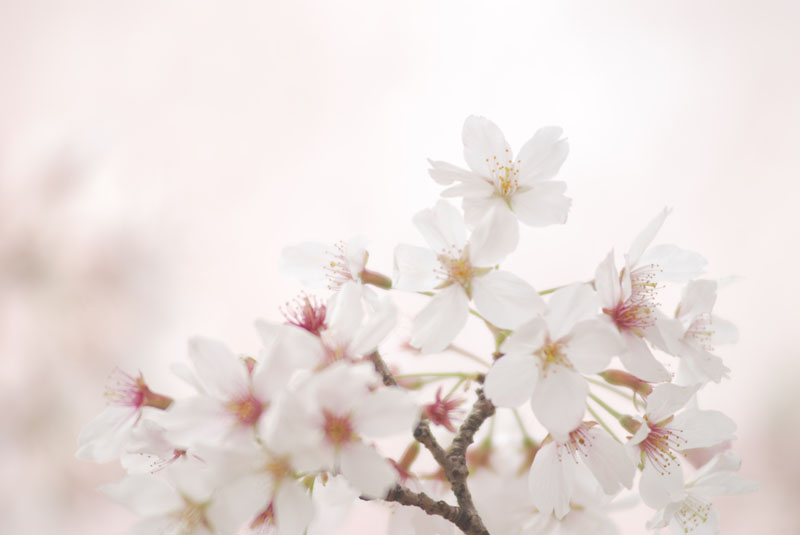 桜を撮る フォトレッスン カメラのキタムラ
