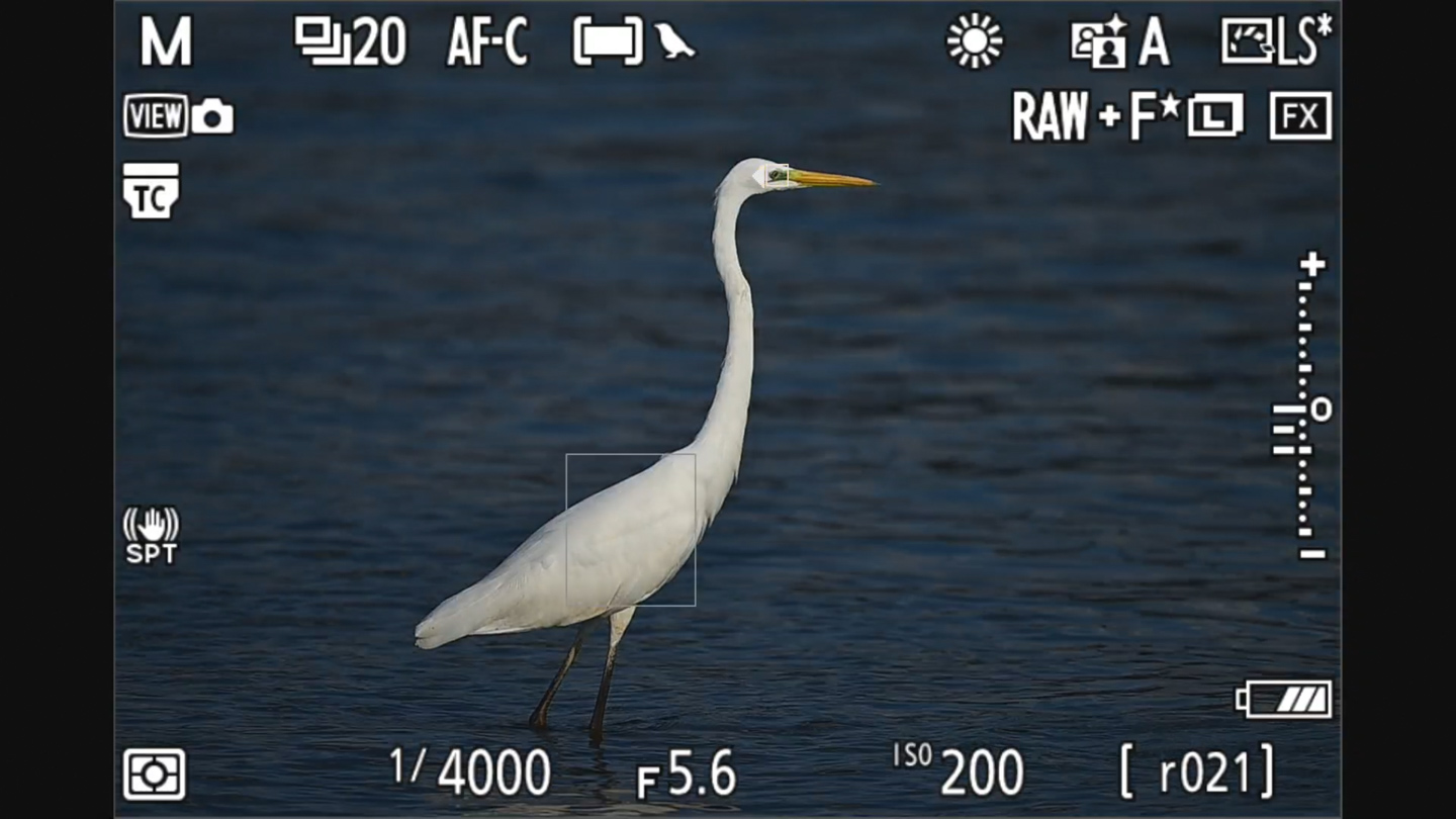 ニコン Z 9 レビュー｜Ver.4.10で追加された鳥認識AFの実力 | ShaSha