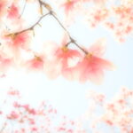 春一番に咲く花 モクレン｜上手に撮る方法をプロが紹介 ～吉住志穂～