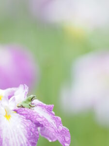 江戸時代から楽しまれる梅雨の花 ハナショウブ｜上手に撮る方法をプロが紹介 ～吉住志穂～