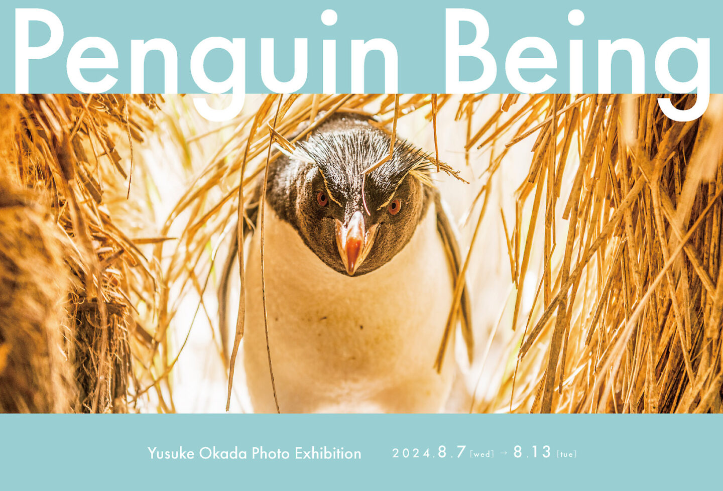 岡田裕介 写真展「Penguin Being -今日もペンギン-」 2024年8月7日～8月13日 @大阪・あべのハルカス近鉄本店