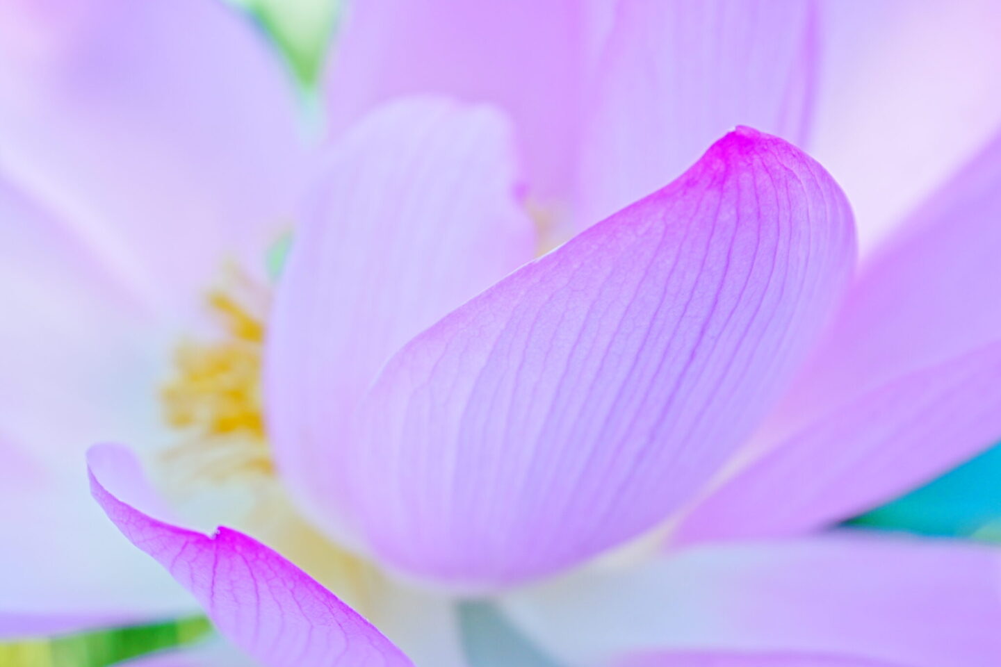 自由度抜群。広角軽量Gレンズで夏の花を撮る｜ソニー FE 16-25mm F2.8 Gレビュー