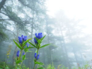 山で出会った秋の花々｜上手に撮る方法をプロが紹介 ～吉住志穂～