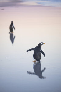 岡田裕介 写真展「それは僕らだけの言葉 -Penguins Being Penguins-」2024年9月17日～ @キヤノンギャラリー銀座/大阪