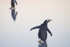 岡田裕介 写真展「それは僕らだけの言葉 -Penguins Being Penguins-」2024年9月17日～ @キヤノンギャラリー銀座/大阪