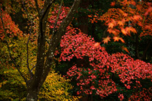 風景写真の引き出しを増やす！｜その11：紅葉撮影のポイント