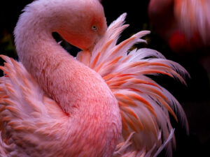 まるで自然環境で撮影したかのような写真が撮れる？美しくインパクトのある動物園撮影テクニックをご紹介