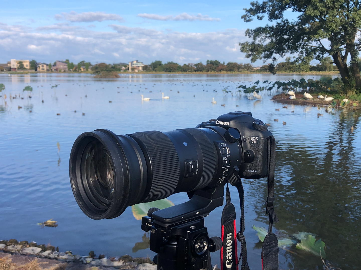 ネイチャースナップのすすめ｜キヤノン EOS 7D Mark IIで撮る水辺の冬鳥