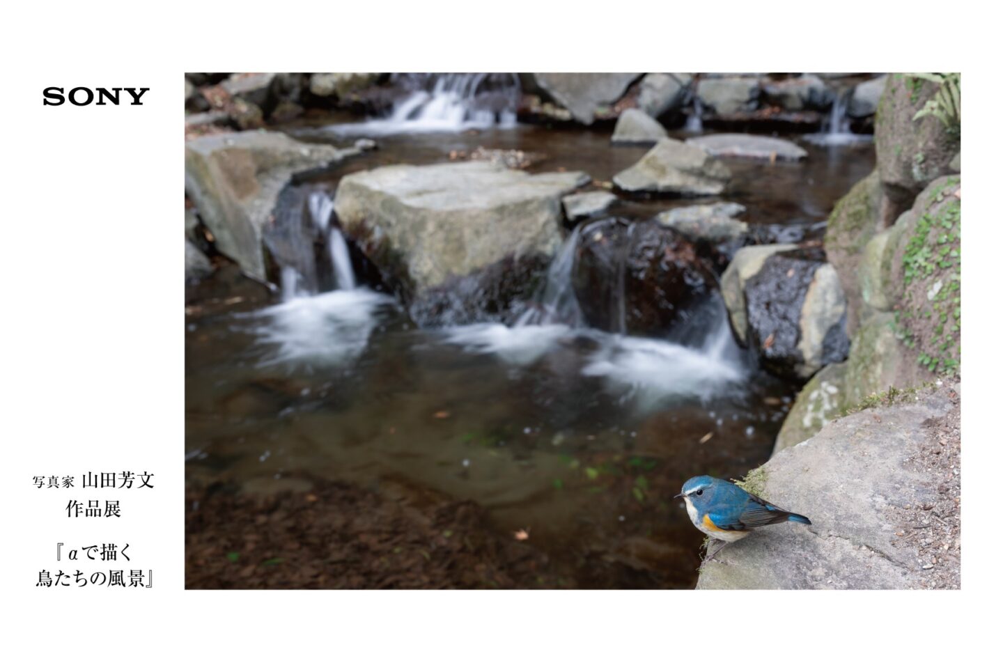 山田芳文 写真展「αで描く鳥たちの風景」｜3月～8月で全国5カ所のαプラザにて巡回展示